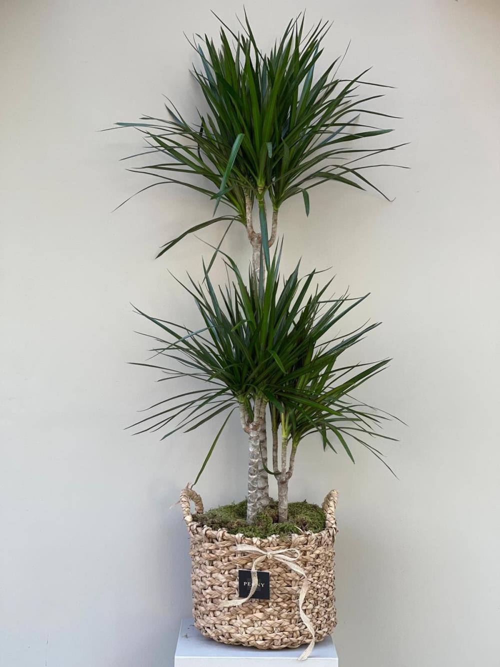 Dracena Marginata 3 Gövde 